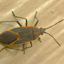 Box elder bug