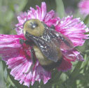Bumblebee