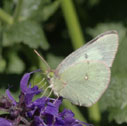Cabbage white