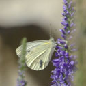 Cabbage white