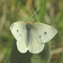 Cabbage white