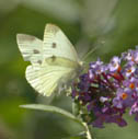 Cabbage white