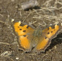 California tortoiseshell