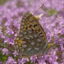 Callippe fritillary