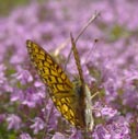 Callippe fritillary
