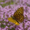 Callippe fritillary
