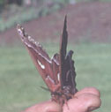 Cecropia moth