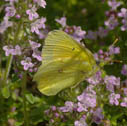 Christina' s sulphur