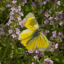 Christina' s sulphur