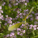 Christina' s sulphur