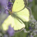 Clouded sulfur