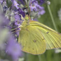 Clouded sulfur
