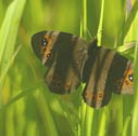 Common alpine