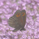 Common alpine