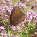 Common alpine