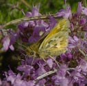 Common branded skipper