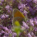 Common ringlet