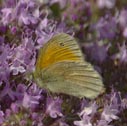 Common ringlet