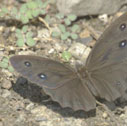 Common wood nymph