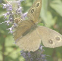 Common wood nymph