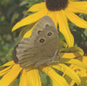 Common wood nymph