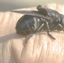 Bot fly