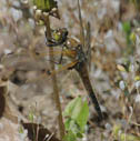 4-spotted skimmer