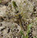 4-spotted skimmer