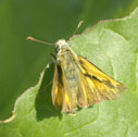 Garita skipperling