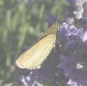 Garita skipperling