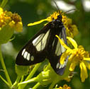 Pericopid