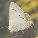 Gray hairstreak