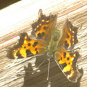 Green comma