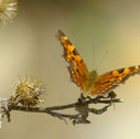 Green comma