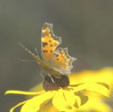 Green comma