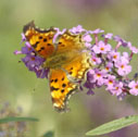 Green comma