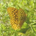 Great spangled fritillary (male)