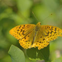 Great spangled fritillary (male)
