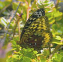 Great spangled fritillary (female)
