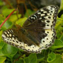 Great spangled fritillary (female)