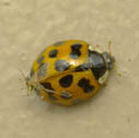 Asian multicolored lady beetle
