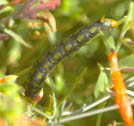 White-lined sphinx moth