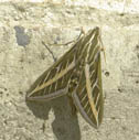 White-lined sphinx moth