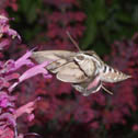 White-lined sphinx moth
