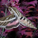 White-lined sphinx moth