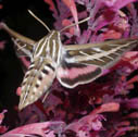White-lined sphinx moth