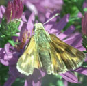 Juba skipper