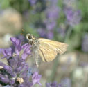 Juba skipper