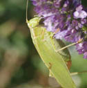 Fork-tailed bush katydid