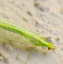Lacewing